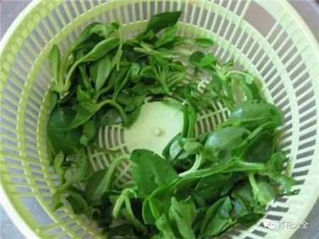 牡丹吊蘭空水分