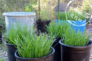 戶(hù)外蔬菜盆栽