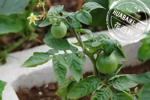 盆栽蔬菜果實(shí)