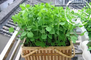 陽(yáng)光下的蔬菜盆栽