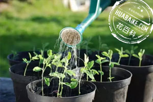 盆栽蔬菜澆水