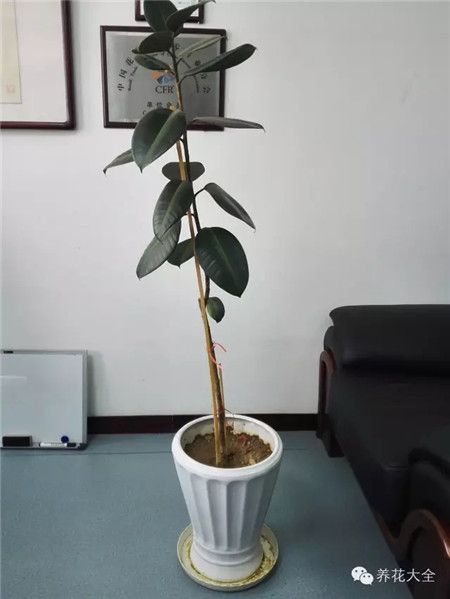 橡皮樹長(zhǎng)