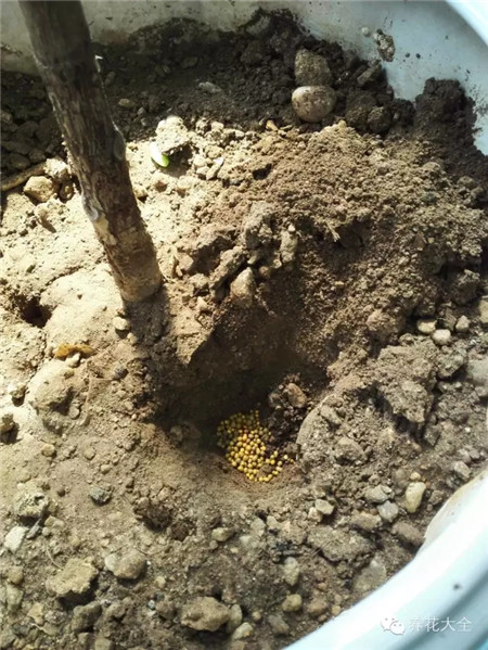 橡皮樹長(zhǎng)歪