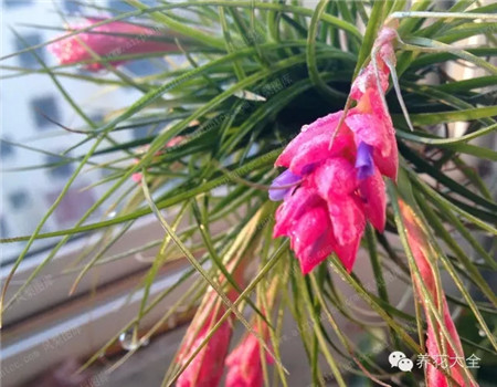 光照下空氣鳳梨