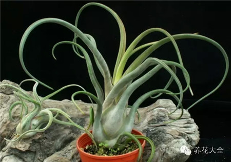 空氣鳳梨水分需求