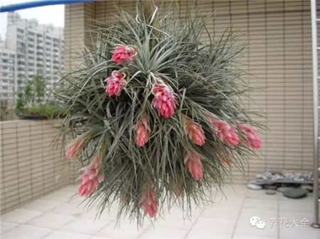 空氣鳳梨溫度需求