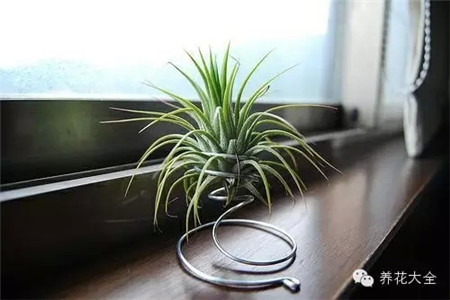 空氣鳳梨吸收水分