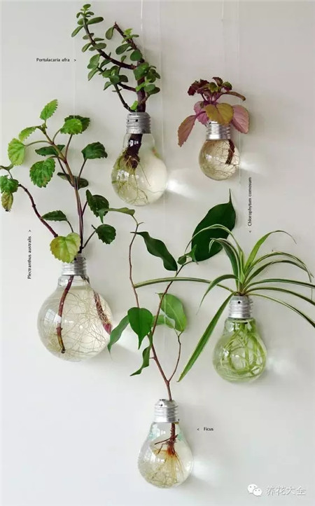 燈泡做水培容器