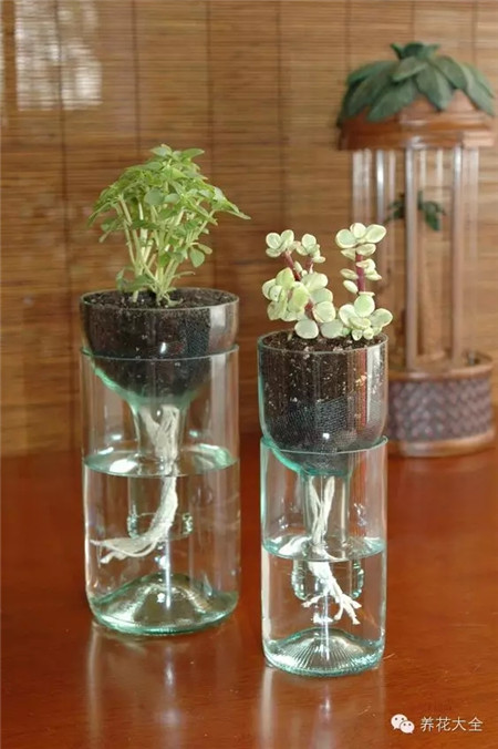 水培與土培的結(jié)合