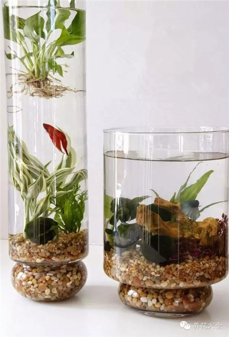 水培植物與魚