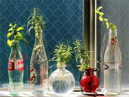 水養(yǎng)植物注意事項