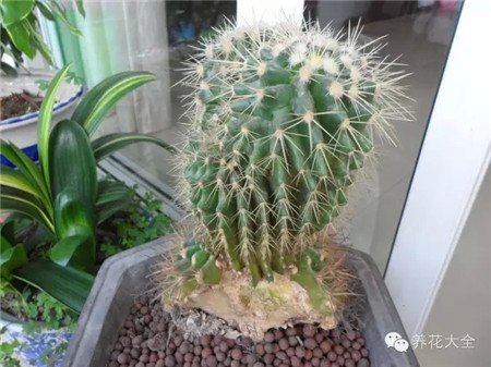 旱生類型仙人掌