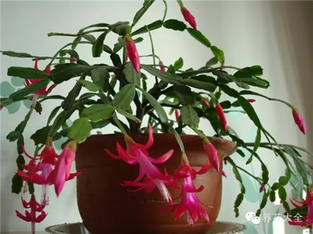 附生類型仙人掌