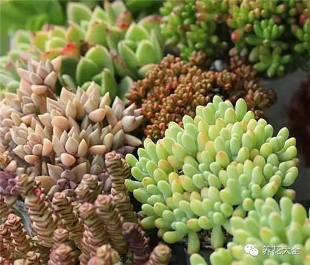 多漿植物土壤配制