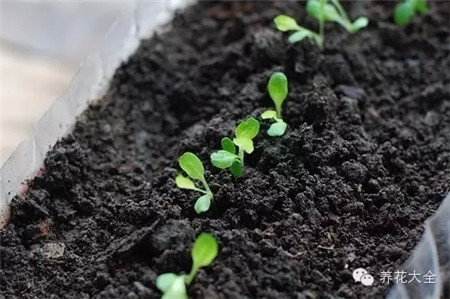 播種用土壤