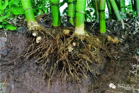 假植培養(yǎng)土