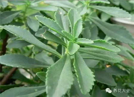 盆栽培養(yǎng)土壤