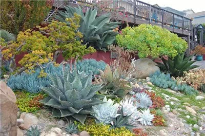 種滿(mǎn)多肉的花園