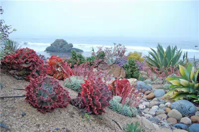 海邊也有多肉