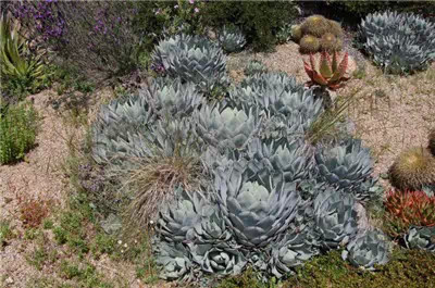 海邊的多肉植物
