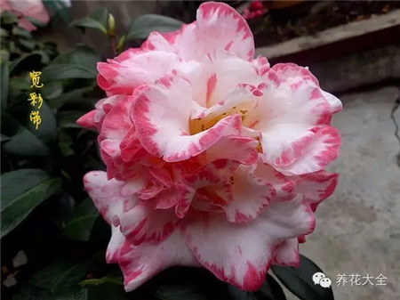 茶花土壤要疏松透氣