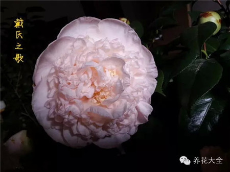 茶花喜半陰半陽