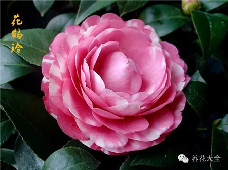 茶花夏季養(yǎng)護