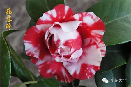 茶花冬季養(yǎng)護