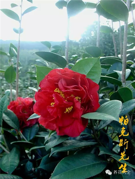 茶花蟲害防治