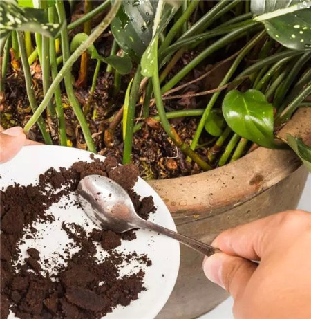 多肉有機(jī)肥