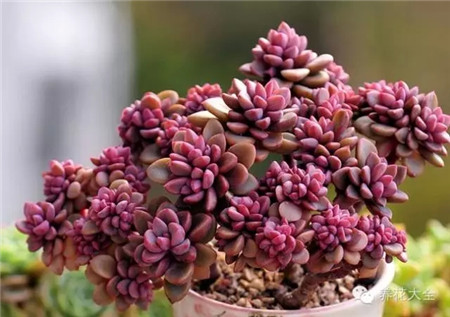 陽光充足的花卉選擇