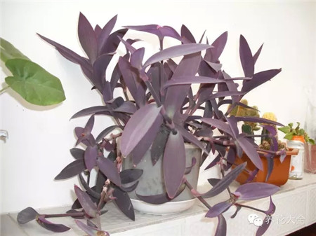 有部分陽光直射的花卉選擇