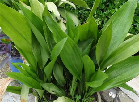 陰暗處花卉選擇