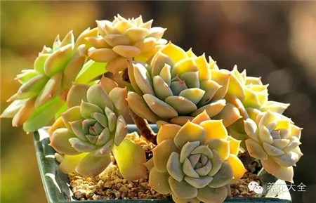 植物為什么會(huì)有果凍色