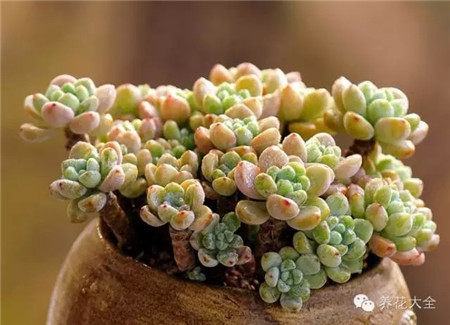 多肉植物果凍色