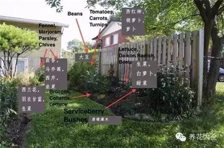 隨心所欲種蔬菜