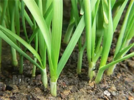 防蟲害蔬菜之韭菜