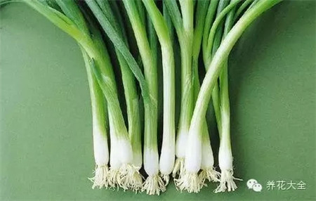 防蟲害蔬菜之大蔥