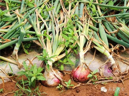 防蟲害蔬菜之洋蔥