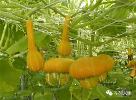 防蟲害蔬菜之南瓜
