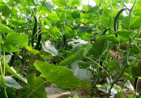防蟲害蔬菜之黃瓜