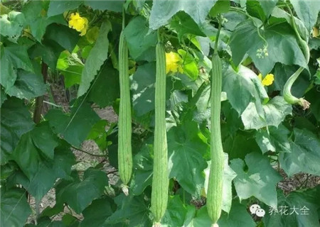 防蟲害蔬菜之絲瓜