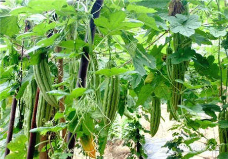 防蟲害蔬菜之苦瓜