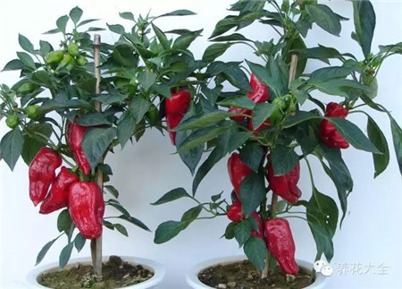 防蟲害蔬菜之辣椒