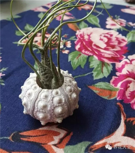 你想要什么樣的生活