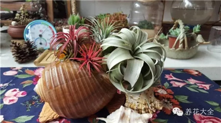 夢(mèng)想的花園