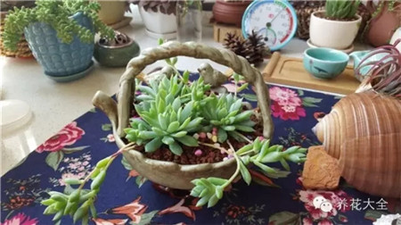 夢(mèng)想花園長(zhǎng)啥樣