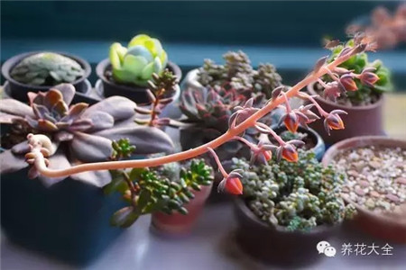 多肉授粉前準(zhǔn)備