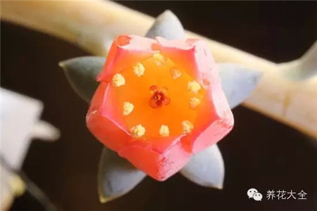 多肉授粉前準(zhǔn)備A