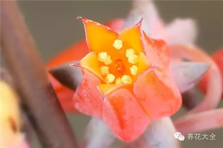 多肉授粉前準(zhǔn)備B